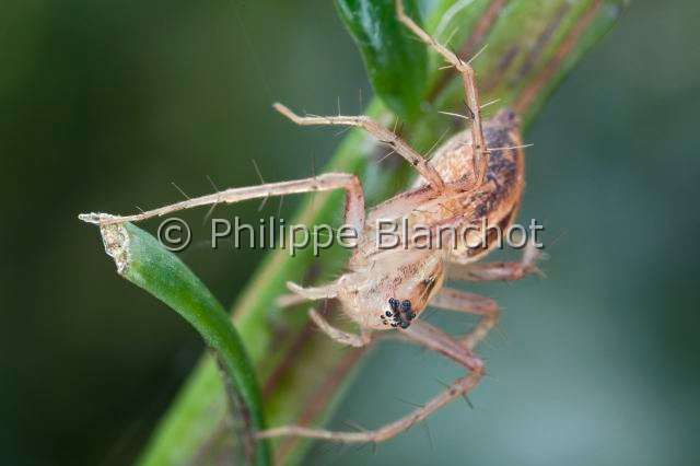 Oxyopidae_9681.JPG - France, Araneae, Oxyopidae, Araignée-lynx (Oxyopes lineatus), Lynx spider